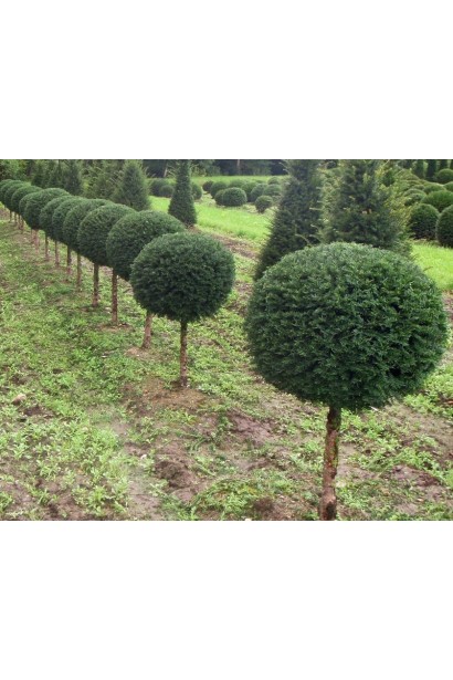 Taxus Baccata Topiar Ball on shtamb